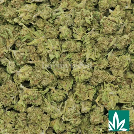 blueberry punch strain​