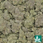 blue lobster strain​