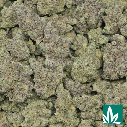blue lobster strain​
