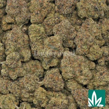 bubblegum gelato strain​