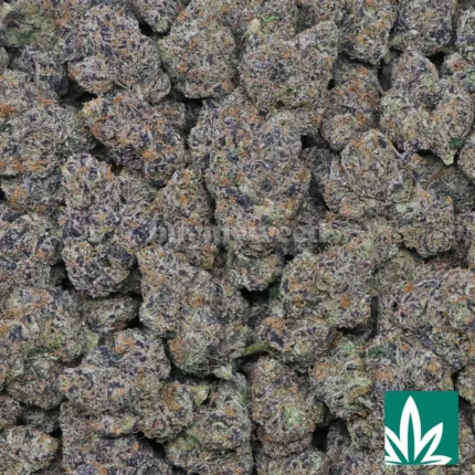 lcg strain​