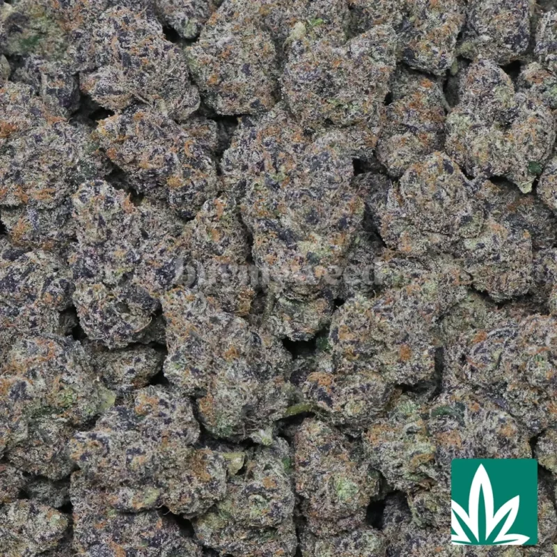 lcg strain​