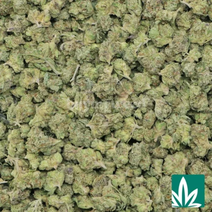 face off strain​