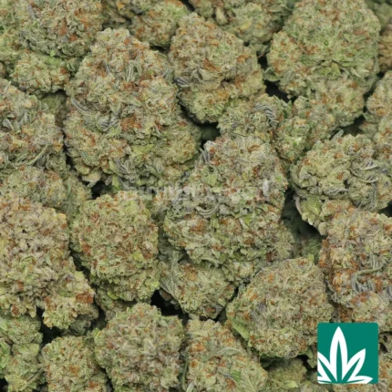 gelato king strain​