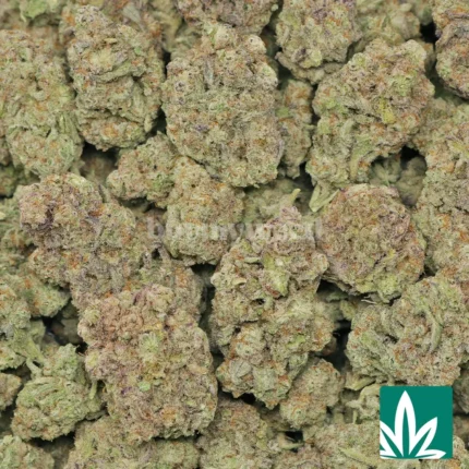 miracle alien cookies strain​