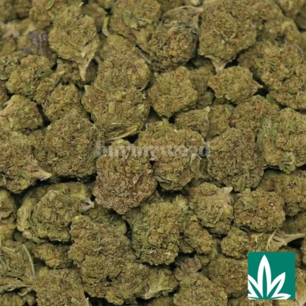 pink runtz strain​