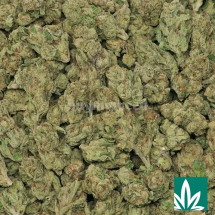 black runtz price​