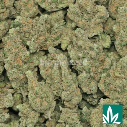 blueberry haze strain