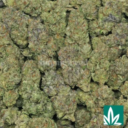 blue cookies strain