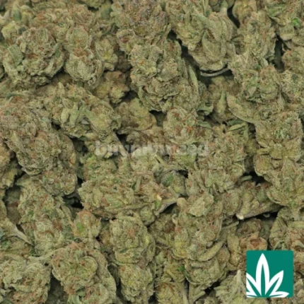 cherry fritter strain​