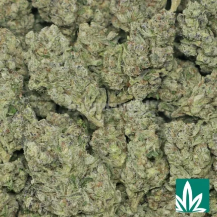 kush mintz