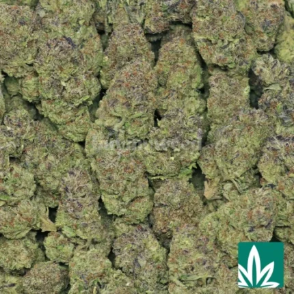 midnight runtz strain