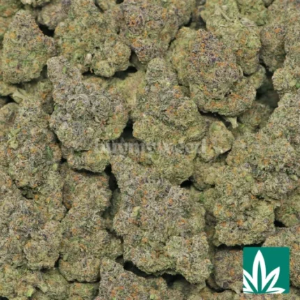 nightshade strain
