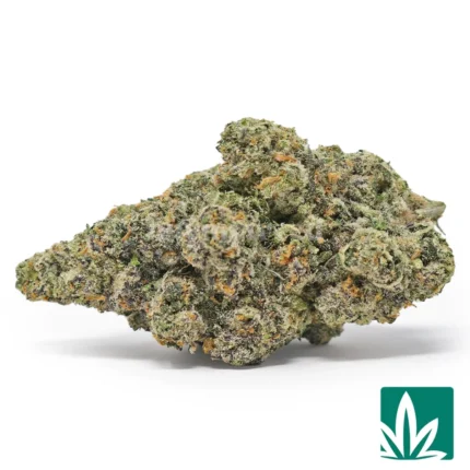 nightshade strain