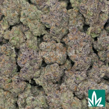 tropicana cookies strain