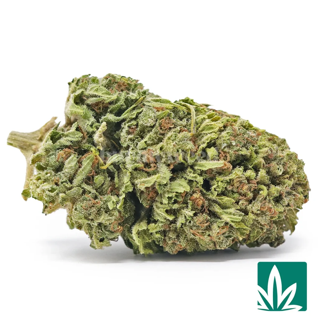 jackherer2-1024x1024 (2) Value Jack Herer - Image 1